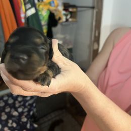 Blackie - Black and tan male Dachshund puppy in Wappapello, Missouri from Kandb Dachshunds