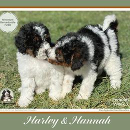 Aussiedoodle and Bernedoodle Puppies from Our Appalachian Doodles