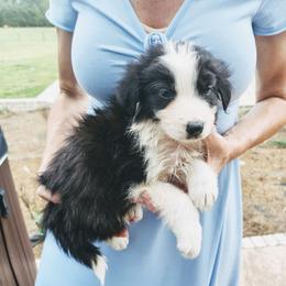 Black and white girl 2 - Black and white female Border Collie puppy in Alabama from Manor Farms Border Collies