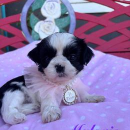 Malorie - Black and white female Shih Tzu puppy in Hemet, California from Aloha Shih Tzu
