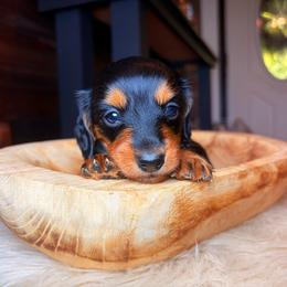 Mila - Black and tan female Dachshund puppy in Washburn, Tennessee from Clinch Mountain Dachshunds