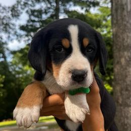 Laura - Black, white and red female Greater Swiss Mountain Dog puppy in Chester, Illinois from Hilltop Swissys