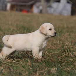 Labrador Retriever Puppies from Ivy Leash Labradors