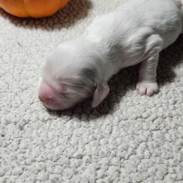 Kasper - Buff and white male Cocker Spaniel puppy in Westminster, South Carolina from Hartwell Cocker Spaniel Kennel