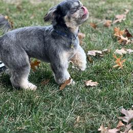 Bruno - Blue male Shih Tzu puppy in Kettering, Ohio from LaDawn’s Little Lions