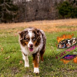 Chief - Miniature Australian Shepherd