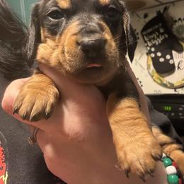 Paulie - Black and tan male Dachshund puppy in Jacksonville, North Carolina from Lizzie’s Doxies