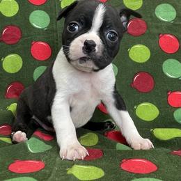 Dave - Black and white male Boston Terrier puppy in Fillmore, Illinois from Wind Hill Puppies