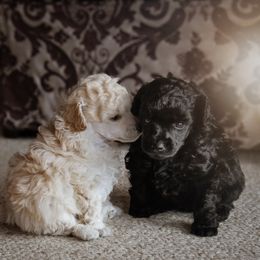 Poodle Puppies from Chrysalis