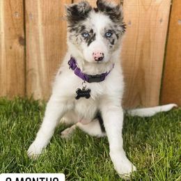 Border Collie Puppies from By Design Farm