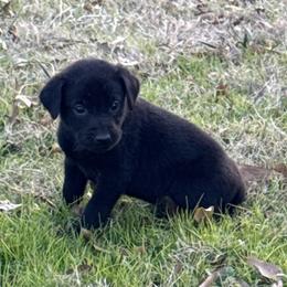 Brown - Black male Labrador Retriever puppy in Kinta, Oklahoma from Beaver Creek Kennels