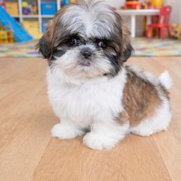 Lilly - Tricolor female Shih Tzu puppy in Stroudsburg, Pennsylvania from Puppyville Pa Shih Tzu & frenchies