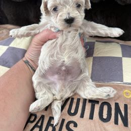 Blue collar - Apricot male Maltipoo puppy in Fredericktown, Missouri from Doodle Pups Fur-Ever