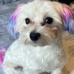 Maltese from Lady and the Prince Kennels