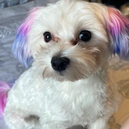 Maltese from Lady and the Prince Kennels
