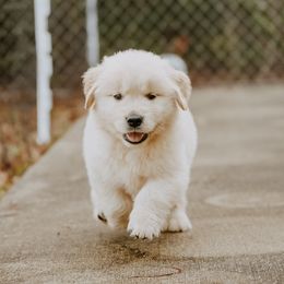 English Setter, Golden Retriever, and Gordon Setter Puppies from Katherine's Gordon Setters, English Setters, and Golden Retrievers