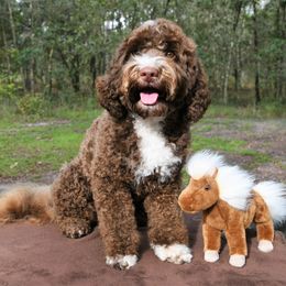Rocky - Australian Labradoodle