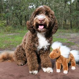 Rocky - Australian Labradoodle