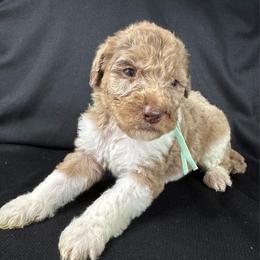 Cobbler - Merle male Labradoodle puppy in Candler, North Carolina from Maple Bakin’ Doodles