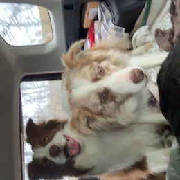 Border Collie All Grown Up from Whipple Family Farms
