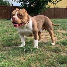 Remington - American Bully