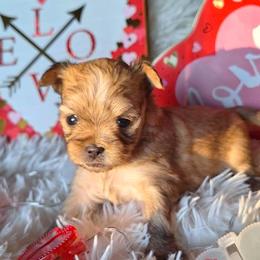 Chara - Red female Mi-Ki puppy in Toronto, Ohio from Shekinah’s Mi-Kis & Cricket Hill’s Westies