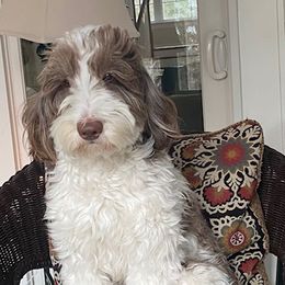 Ellie Mae - Australian Labradoodle