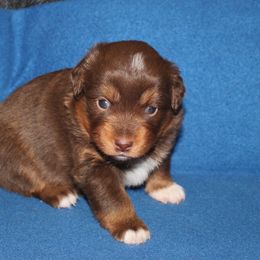 Jocasta - Red tri-color female Miniature American Shepherd puppy in Hillsdale, Michigan from Faithwalk Aussies and Mini American Shepherds