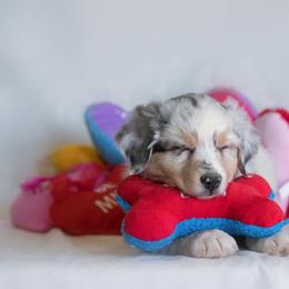 Australian Shepherd Puppies from SS Australian Shepherds