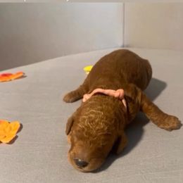 Candy Cane - pale pink collar - Apricot female Goldendoodle puppy in Brea, California from Dhalia’s Doodles