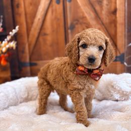 Anthony - Apricot male Poodle puppy in Fountain, Florida from Silva Royale Standard Poodles