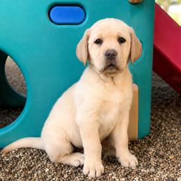 Bubba - Yellow male Dilute Retriever puppy in Baldwin City, Kansas from Hedge Lane Labradors
