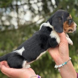Male 2 - Black brown and white male Basset Hound puppy in Lindley, New York from Hill Top Basset Hounds & Cane Corso