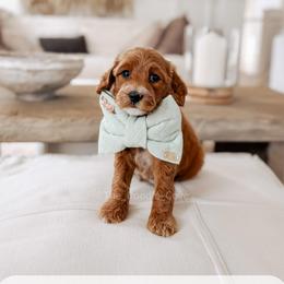 Tuesday - Red  male Goldendoodle puppy in Syracuse, Indiana from The Doodle Cove