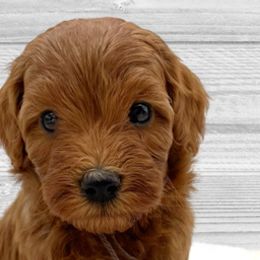 Rudolph (Brown Collar) - Apricot Goldendoodle puppy in St. Joseph, Missouri from Majestic Rose Goldendoodles, LLC