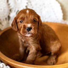 Beau (gray) - Red  male Goldendoodle puppy in Apopka, Florida from The Classic Doodle