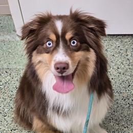 Finch - Red tri male Miniature Australian Shepherd puppy in Dowagiac, Michigan from Wrightway Wigglebutts