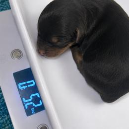 Professor Hadley Mcsnuggle - Black and tan male Yorkshire Terrier puppy in Dalton, Georgia from Southern Charm Precious Paws