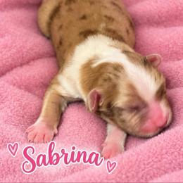 Sabrina - Red merle female Miniature Australian Shepherd puppy in Bronson, Iowa from Crazy Acres Aussies