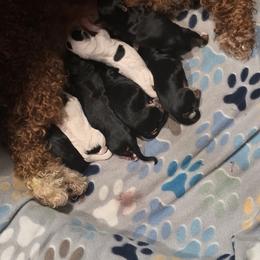 Yorkipoo and Yorkshire Terrier Puppies from Sonshine Yorkies