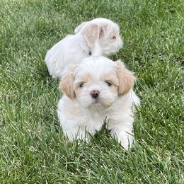 Shih Tzu Puppies from Wachowicz Shihtzu