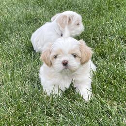 Shih Tzu Puppies from Wachowicz Shihtzu
