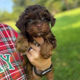 Java - Brown white and tan female Cockapoo puppy in Albany, Kentucky from Windy Pines Farm