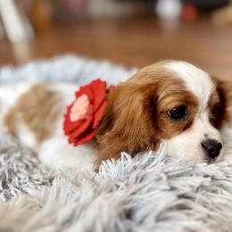 Felicity - Blenheim female Cavalier King Charles Spaniel puppy in Mount Dora, Fl, Florida from Breezy Palms Cavaliers