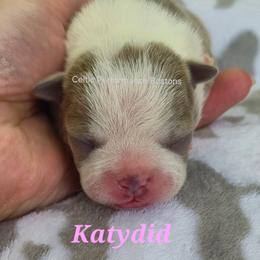 Katydid - Lilac female Boston Terrier puppy in Griffin, Georgia from Celtic Performance Bostons