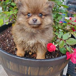 Girl 3 - Blue sable Pomeranian puppy in Tulsa County, Oklahoma from CP Kennels