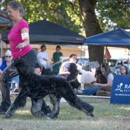 Quack - Available for Guardian Home Only - Phantom female Poodle puppy in Springfield, Oregon from Valaurah Farms