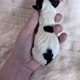 Jack-O-Lantern - Black and tan male Dachshund puppy in Osage, Oklahoma from Vandruff Creek Mini Dachshunds