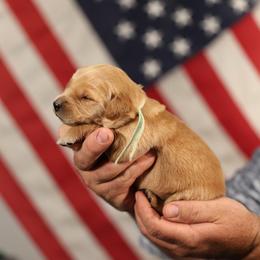 Heidi - Golden female Golden Retriever puppy in Payette, Idaho from Stonewick Retrievers