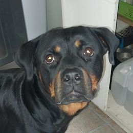 Heda - Rottweiler